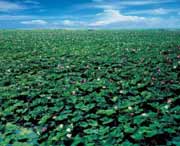 微山天气预报15天