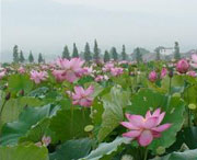 莲花天气预报7天